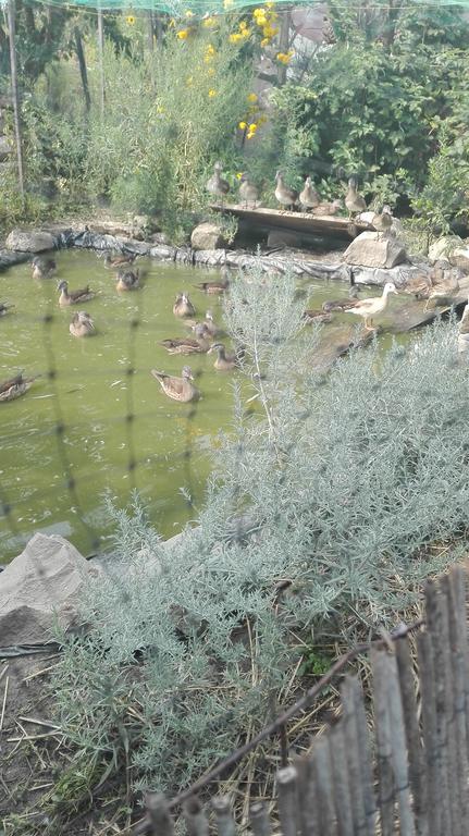 Farm Stay Lackovic Bilje المظهر الخارجي الصورة