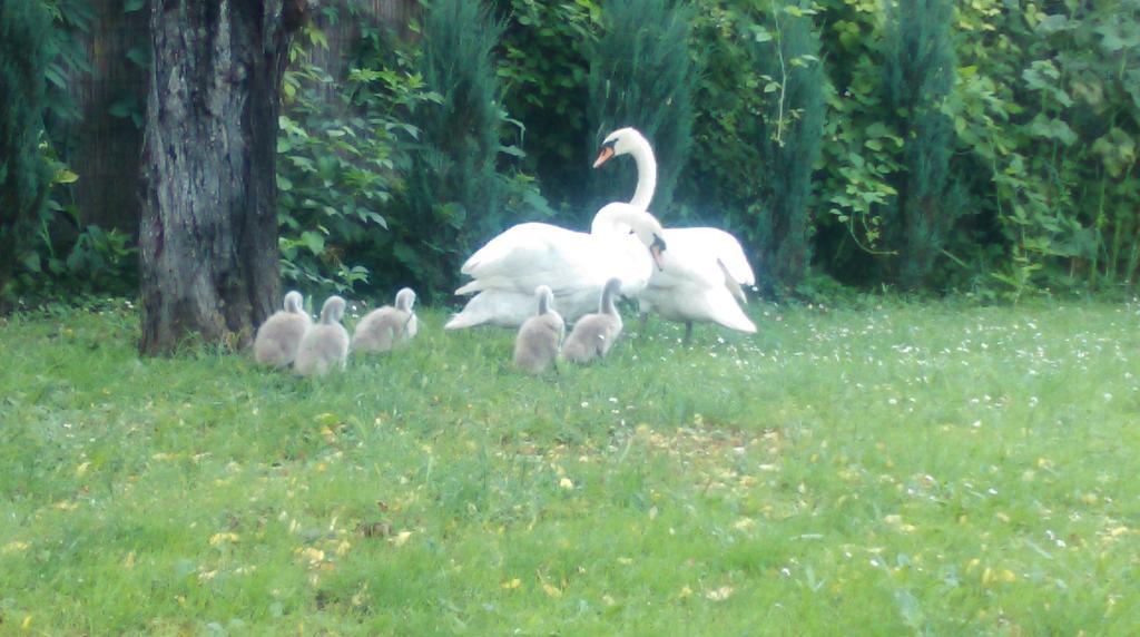 Farm Stay Lackovic Bilje المظهر الخارجي الصورة