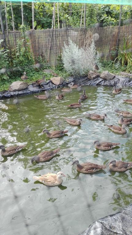 Farm Stay Lackovic Bilje المظهر الخارجي الصورة
