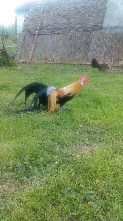 Farm Stay Lackovic Bilje المظهر الخارجي الصورة